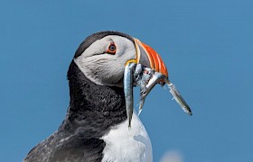 Jane and Alan Dixon puffin