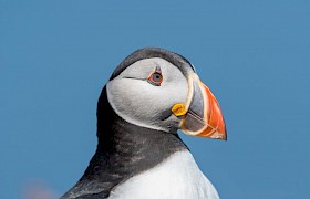 Jane and Alan Dixon puffin