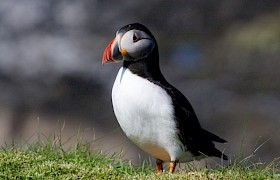 Guest Derek Prescott puffin