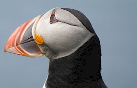 Christine Macaulay puffin