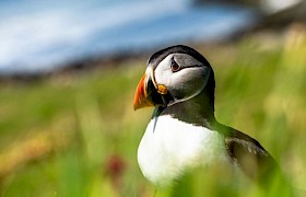 David Hiley puffin