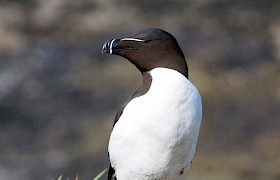 Guest Derek Prescott razorbill