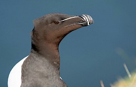 Guest Bob Brewer razorbill