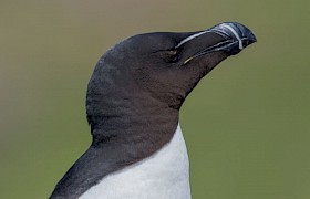 Jane and Alan Dixon razorbill