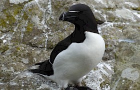 Christine Macaulay razorbill