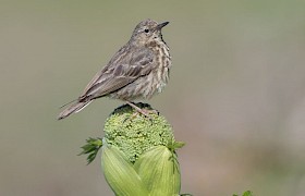 Jane and Alan Dixon rock pipit