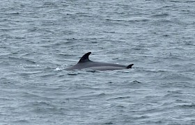 Sam Udale Smith Minke Whale with calf