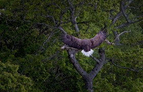 Guest Derek Prescott white-tailed eagle
