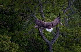 Guest Derek Prescott white-tailed eagle