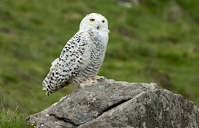 Snowy owl St Kilda Chris Gomersall