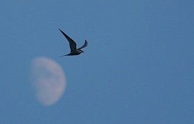 Guest Bob Brewer tern