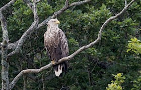 Jane and Alan Dixon white-tailed eagle