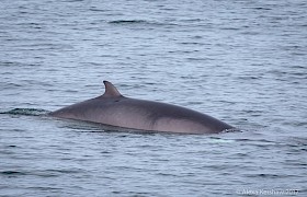 Minke whale