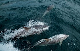 Bottlennose dolphins