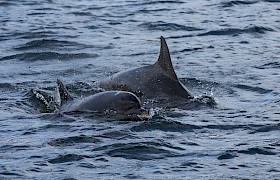 Bottlenose dolphin with calf