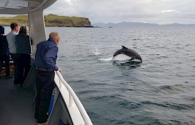 Breaching bottlenose dolphin