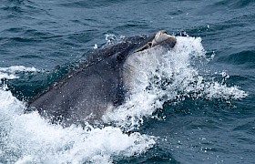 Bottlenose dolphin catching a fish