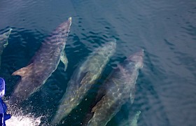 Bow riding bottlenose dolphins