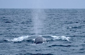 Fin whale