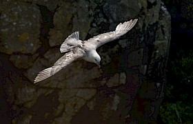 Fulmar