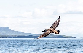 Great skua