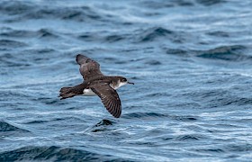 Manx shearwater