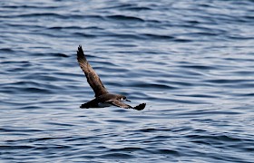 Manx shearwater