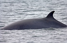 Minke whale