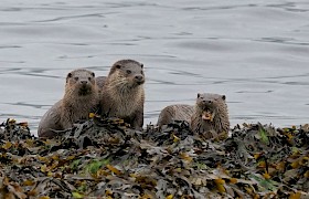 Eurasion otter