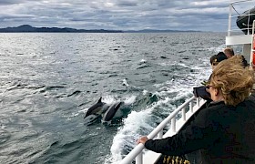 Dolphins on a September Small Isles Cruise