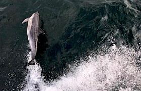 Dolphins bow riding on a September cruise