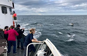 dolphins on a September Skye cruise