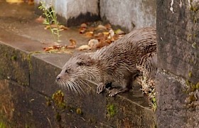 Otter on the Caledonian Canal Cruise