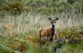 Red Deer Small Isles September cruise