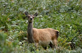 Red deer on Rum September Cruise