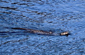 Otter at Tobermory September cruise