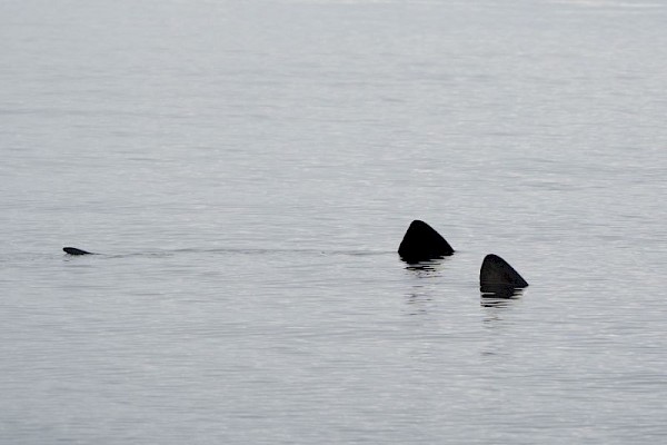 basking_shark_900.jpg