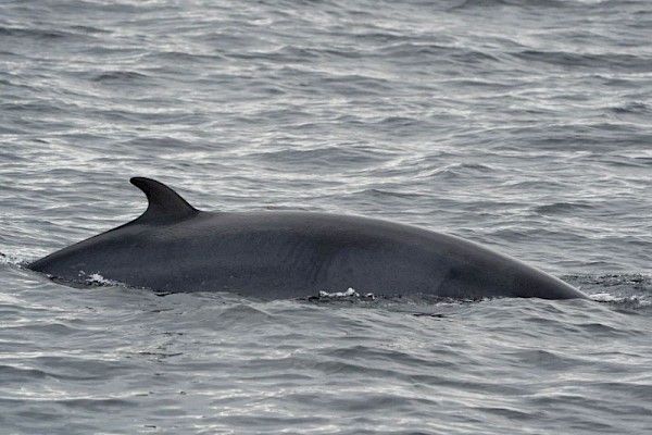 minke_whale_900.jpg