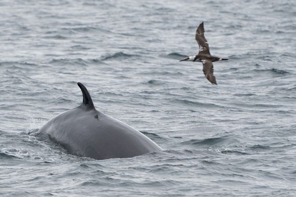 minke_whale_and_juvenile_gannet_900.jpg