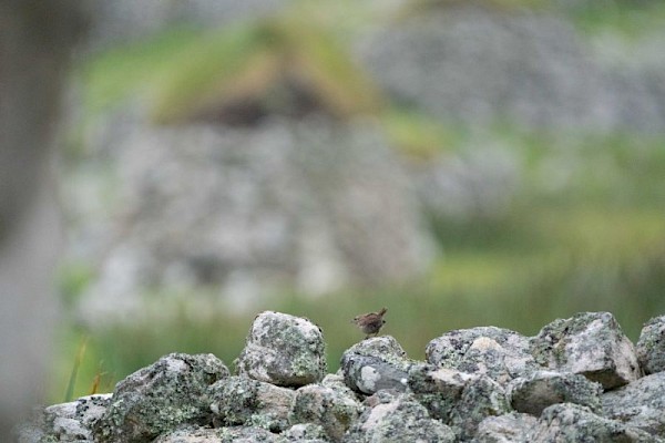 st_kilda_wren_900.jpg