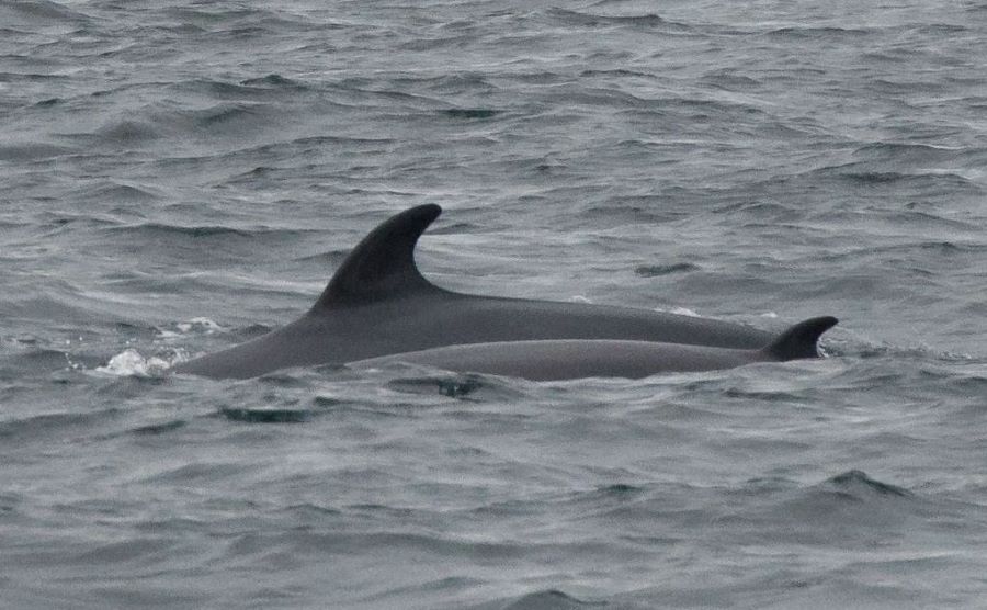 Minke whale and calf encounter | Hebrides Cruises