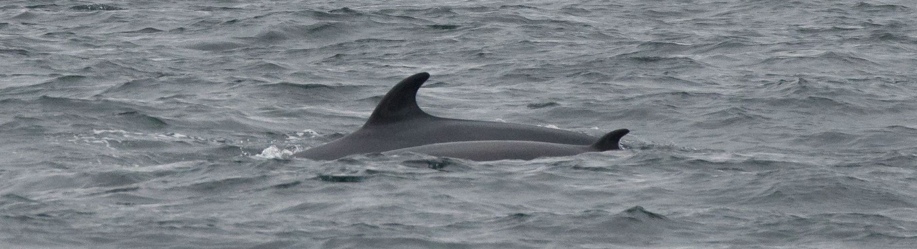 Minke whale and calf 2019 Sam Udale Smith