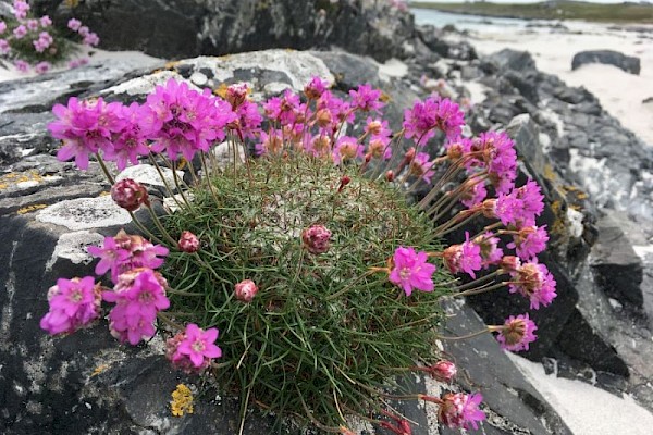 wild_flower_thrift_900.jpg