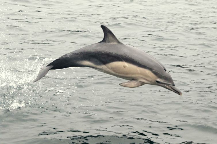 dolphin_2_-_conor_750.jpg