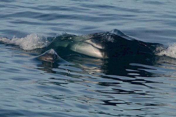 fin_whale_with_common_dolphin_750.jpg