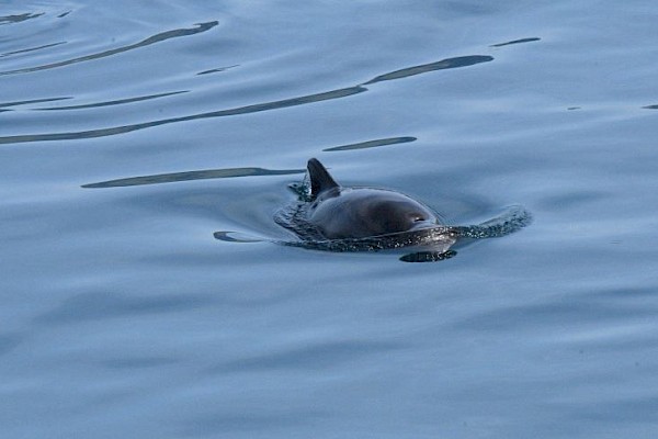 porpoise_-_lynsey_750.jpg