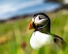 Puffin by our cruise guest Hiley