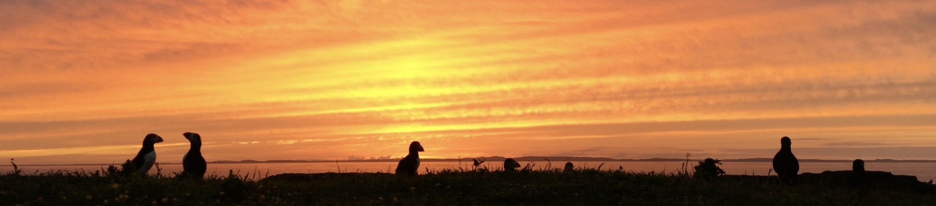 Puffins at sunset on Lunga Treshnish Isles by James Fairbairns