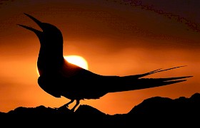 Arctic Tern Chris Gomersall