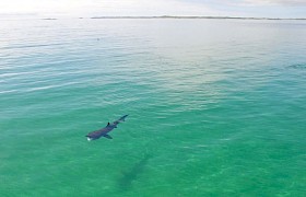 Basking Shark in the Cairns of Coll by James Fairbairns